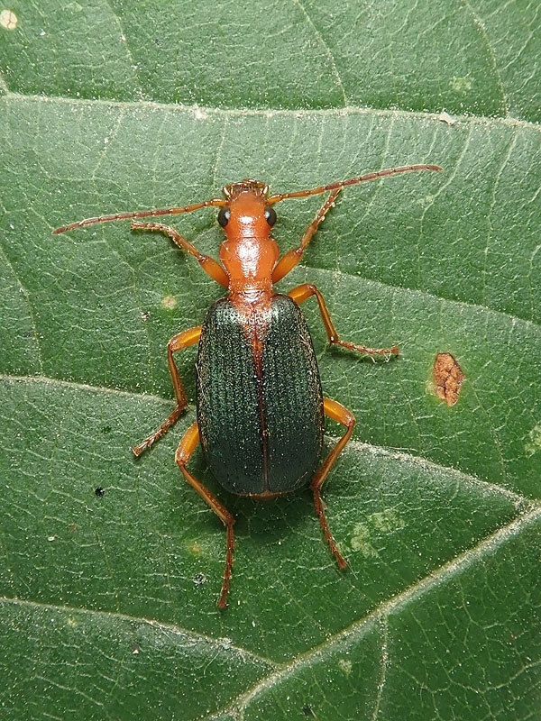 Carabidae: Brachinus plagiatus